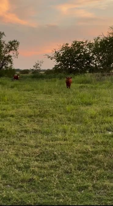 Cattle grazing at sunset