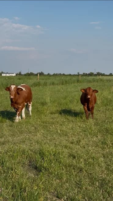 Beefmaster cattle in pasture at Rancho Jireh