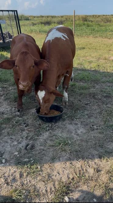 Beefmaster cattle at the feed trough