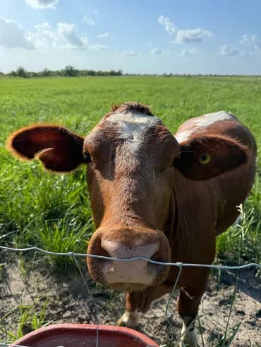 A Beefmaster cow at Rancho Jireh