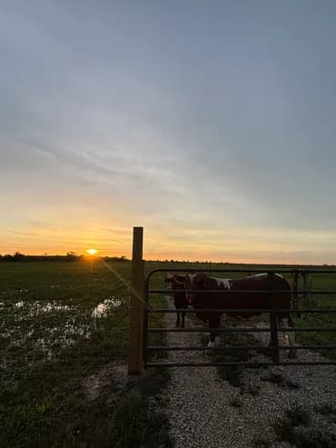 Beefmaster cattle at sunset on Rancho Jireh